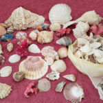 shells